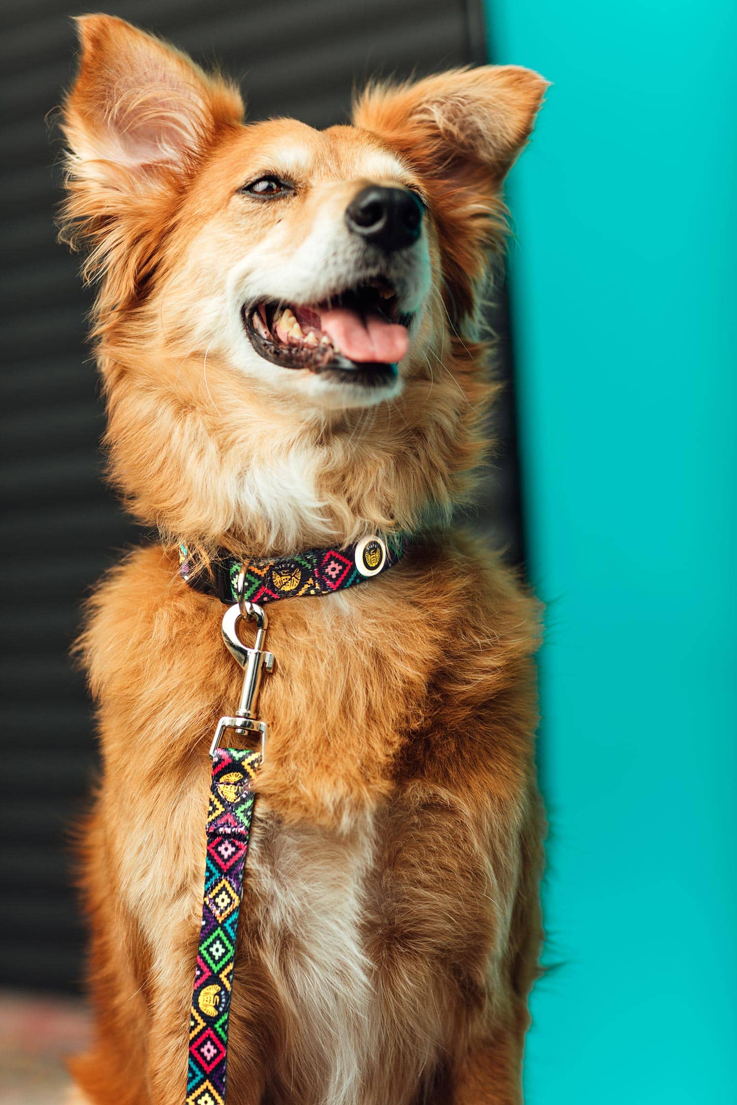 Siete Dog Leash